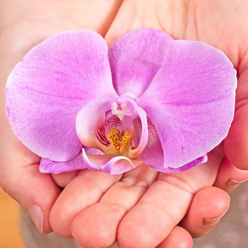 About Wild Orchid Homecare